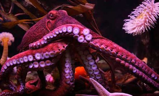 Octopus