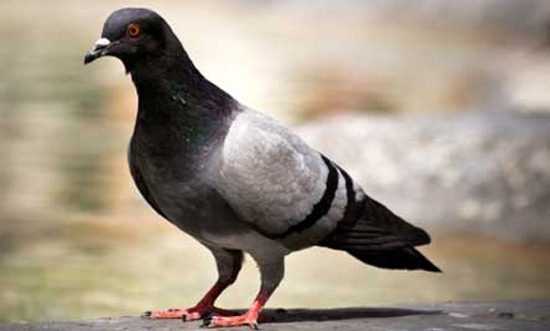 Pigeon