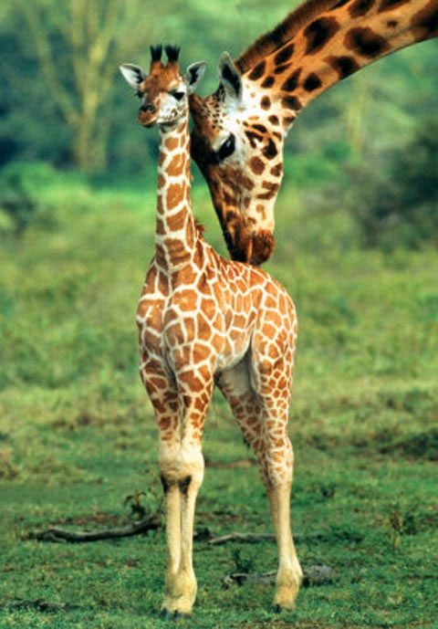 Newborn giraffes usually fall from a height of 1.8 meters at birth.