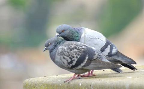 Female pigeons cannot lay eggs without seeing another pigeon.