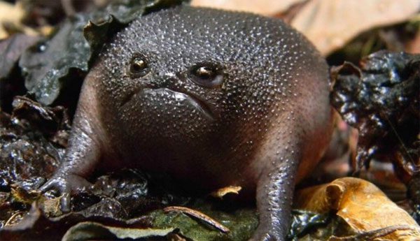 Black Rain Frog - A frog with a terrifying physique and face