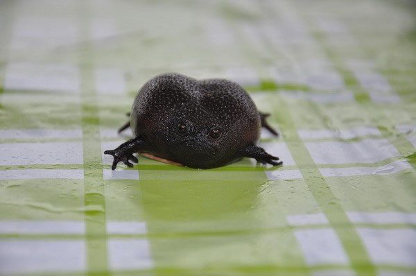 Black Rain Frog - A frog with a terrifying physique and face