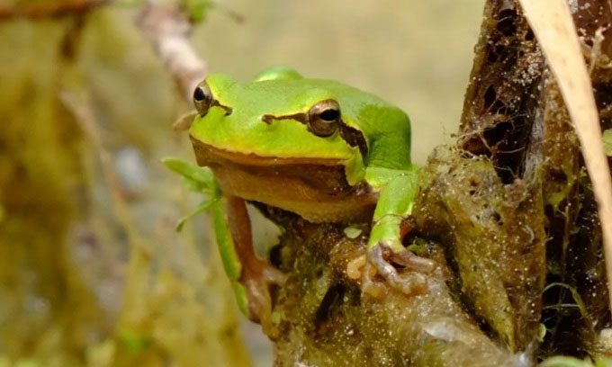 Eastern tree frog (Hyla orientalis).