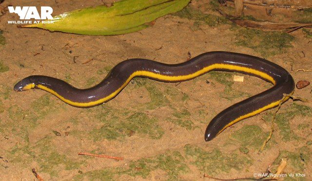 The caecilian frog's sleek, shiny brown-yellow striped body and flat head bear a striking resemblance to venomous snakes.