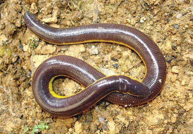 In the tadpole stage, caecilian frogs have gills on either side of their necks. As adults, the gills disappear, and the animals breathe differently.