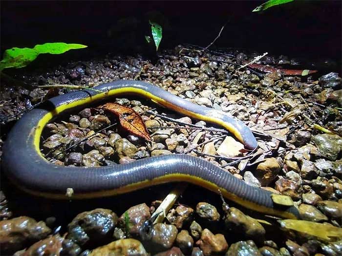 Nguyen Worm Frog