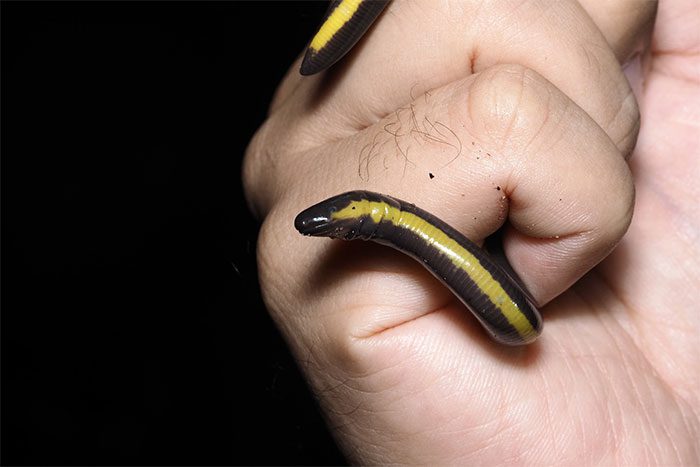 Caecilian Frog