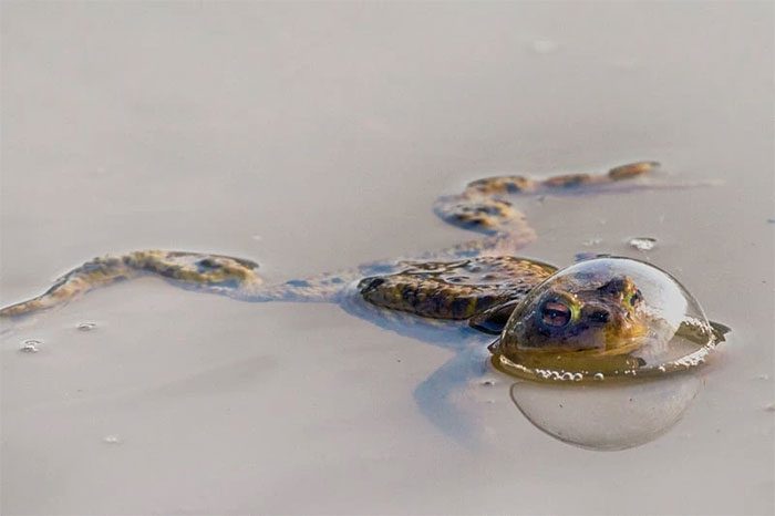 Frog stuck in a bubble