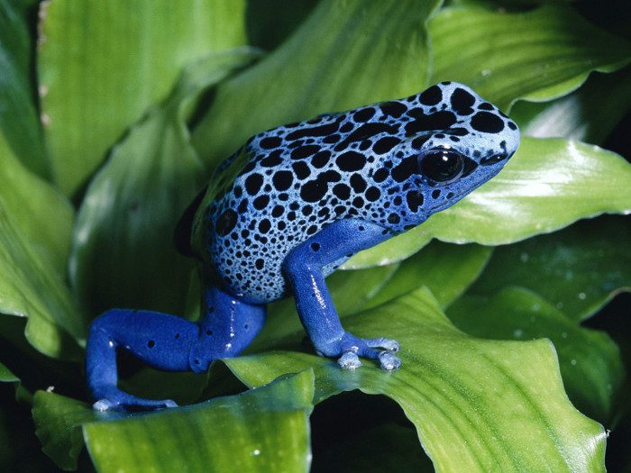 Batrachotoxin is extracted from poisonous frogs.