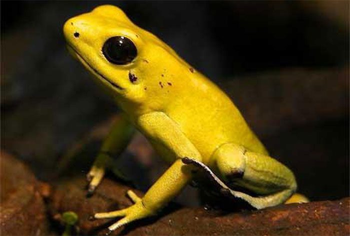 Golden Poison Dart Frog