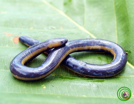 The caecilian frog's body resembles that of a large earthworm.