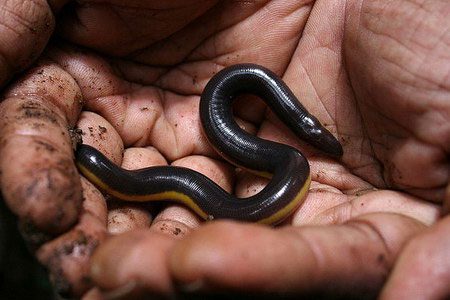 The body length of caecilian frogs can reach several tens of centimeters.