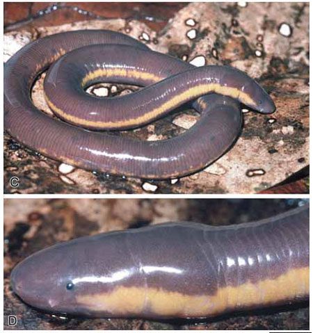 They differ from worms in that their head features small eyes like two black dots.