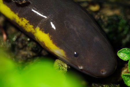 The caecilian frog has a small, slightly flattened head with a relatively sharp snout and visible jaws.