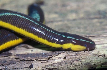 Caecilian frogs typically inhabit high-altitude areas such as the Tam Dao range, but they are also found in lowland regions like U Minh forest.