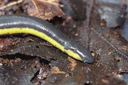 They burrow into the ground like worms, and their nests are often found in loose soil about 20-30 cm deep near ponds.