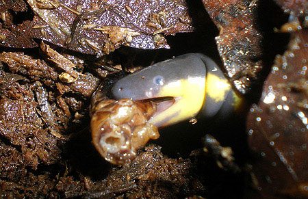 The diet of caecilian frogs consists of earthworms and some types of insects.