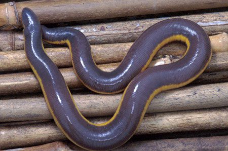 The population of caecilian frogs is currently quite low due to habitat loss in many areas.