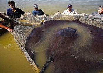 effort to find the largest freshwater fish in the world 126847