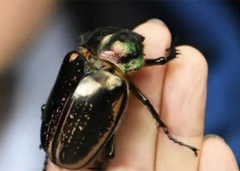 elementary students find rare insect species that was considered extinct worth 1 dollar 136614