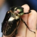 elementary students find rare insect species that was considered extinct worth 1 dollar 136614