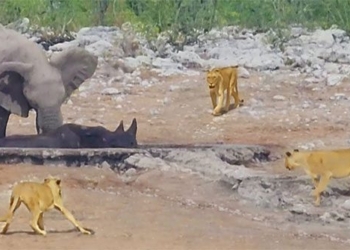 elephant forest tries to save rhino from lion fight and unexpected ending 132101