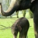 elephant gives birth after rare treatment 2078