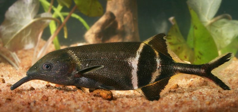 The elephant-nosed fish has excellent vision in dark waters due to its unusual eye structure