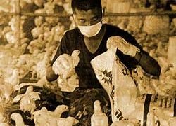 emergence of avian flu virus variant in cambodia 1570