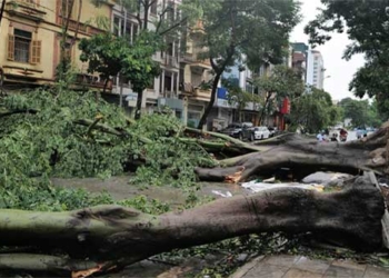 expert current rescue tree in hanoi 136627