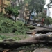 expert current rescue tree in hanoi 136627