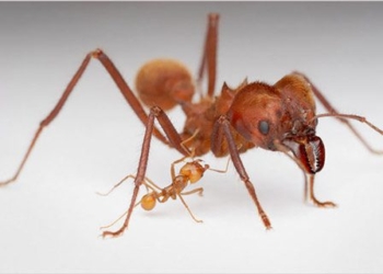 explore the life of the ant species 23601