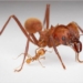 explore the life of the ant species 23601