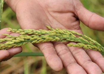 farming rice varieties delicious in the rain flooded water increasing yield in an giang 138375