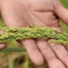 farming rice varieties delicious in the rain flooded water increasing yield in an giang 138375