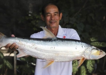 find the fish species that does not lose in the mekong river 137414