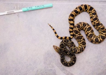 first snake in the world born from cold blooded animal 136470