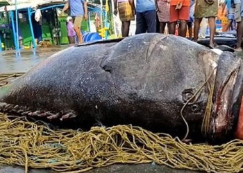 fisherman catches rare 450kg monster catfish at sea 137271