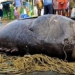 fisherman catches rare 450kg monster catfish at sea 137271