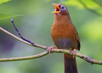 flower bird and basic information about this bird species 101095