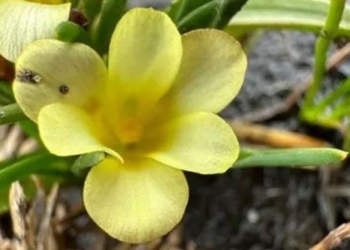 flower type surprising 40 years unexpectedly growing on road 137024