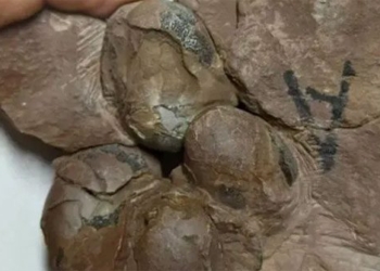 found giant dinosaur egg in china 137323