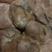 found giant dinosaur egg in china 137323