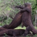 four komodo dragons fight for supremacy 122476