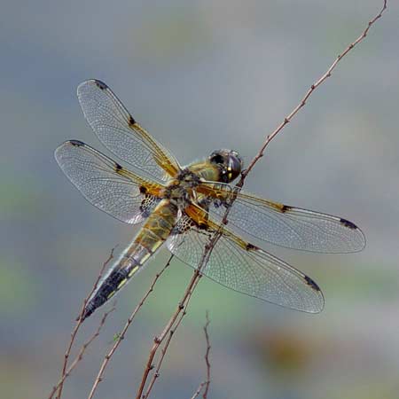 four spot chaser male