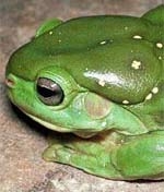 frog