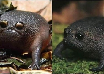 frog black rain species frog with body shape and appearance number 56134