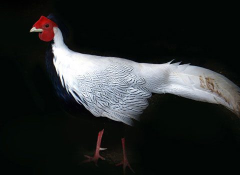 White pheasant Lophura nycthemera.