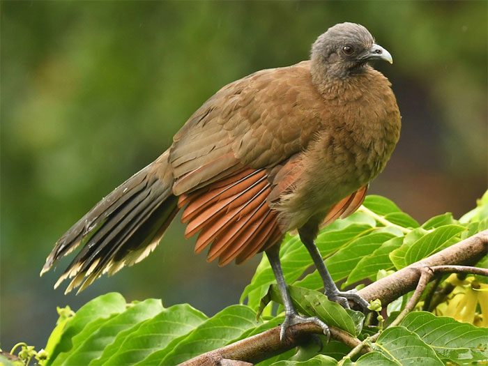 Gray-headed Chachalaca