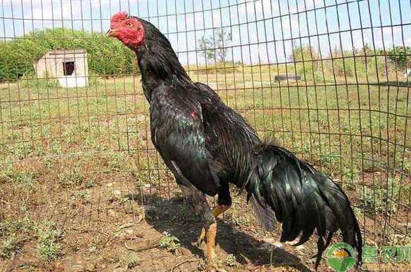 Central Plains Fighting Chicken